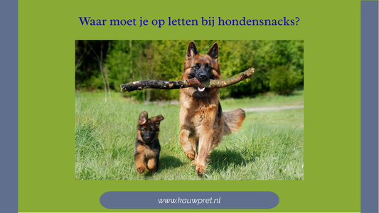 Waar moet je op letten bij hondensnacks?