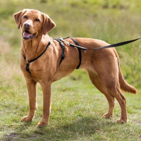 Natuurlijke hondensnacks - kauwsnacks